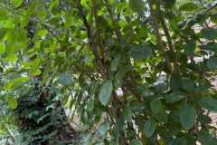 WhatsApp-Image-2025-07-08-at-12.22.04-1