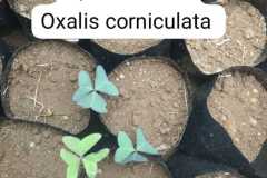 WhatsApp-Image-2025-07-08-at-11.55.36