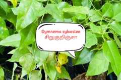 WhatsApp-Image-2025-07-08-at-12.05.33-1