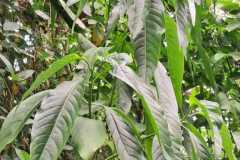 WhatsApp-Image-2025-07-08-at-12.05.33