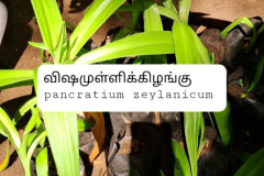 WhatsApp-Image-2025-07-08-at-12.05.35