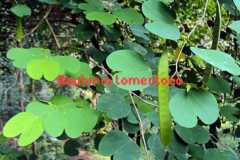 WhatsApp-Image-2025-07-08-at-12.05.51