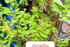 WhatsApp-Image-2025-07-08-at-12.06.02