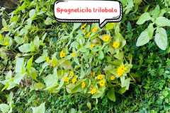 WhatsApp-Image-2025-07-08-at-12.06.09-1