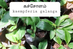 WhatsApp-Image-2025-07-08-at-12.11.34